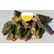 Palo Tres Costillas, Bejuco 3 Costillas , Tallo de carretilla Serjania triquetra 